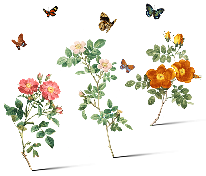 large image of butterflies surrounding flowers